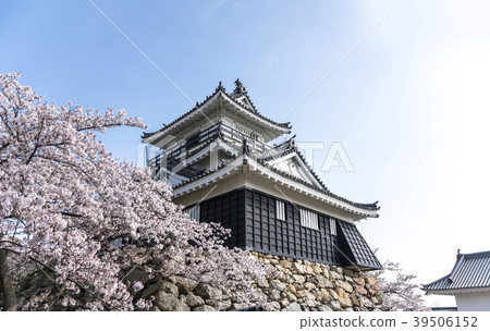 櫻花和濱松城堡盛開 39506152