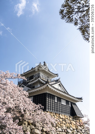 Cherry blossoms and Hamamatsu Castle in full bloom 39506156