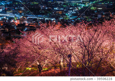 "Kanagawa Prefecture" Matsuoka-cho, the hill of the night cherry blossoms 39506228