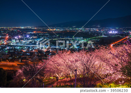 "Kanagawa Prefecture" Matsuoka-cho, the hill of the night cherry blossoms 39506230