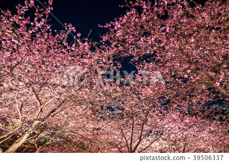 Kawazu Sakura · Light up 39506337