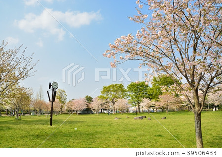 Spring man park (sakura and fresh green) 39506433