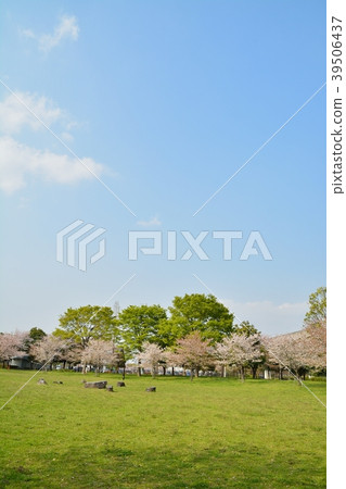 Spring man park (sakura and fresh green) Spring man park (sakura and fresh green) 39506437