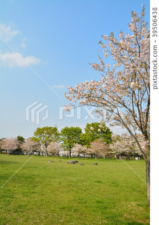 Spring man park (sakura and fresh green) Spring man park (sakura and fresh green) 39506438