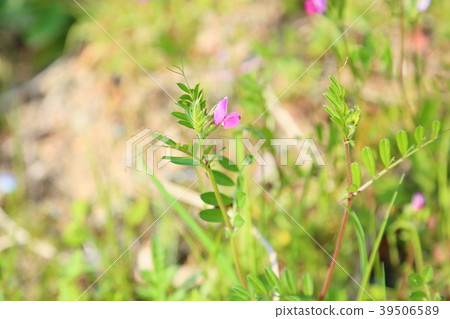Vetch flower 39506589