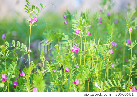 Vetch flower 39506591