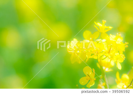Rape blossoms Rape blossoms 39506592