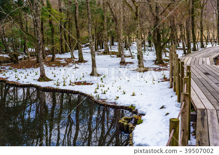(Kanagawa Prefecture) Snowy Hakone Wet Flower Garden 39507002