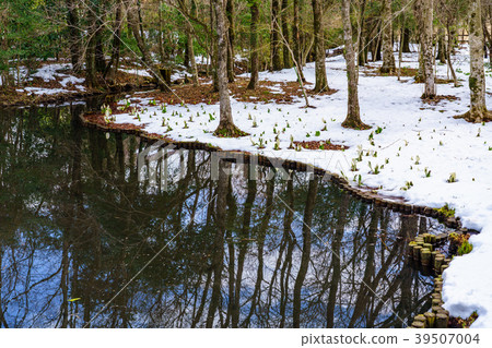 （神奈川縣）Snowy Hakone Wet Flower Garden 39507004