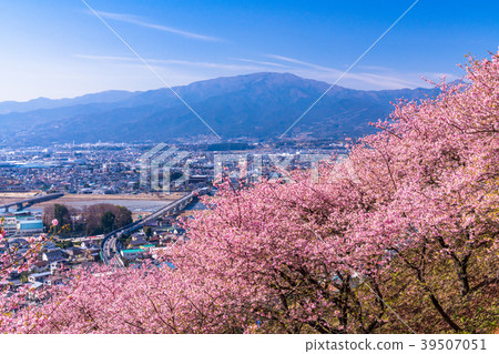 "Kanagawa Prefecture" Kawazu cherry blossoms in full bloom / Overlooking cityscape "Kanagawa Prefecture" Kawazu cherry blossoms in full bloom / Overlooking cityscape 39507051