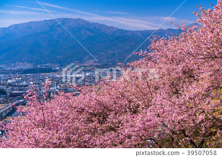 "Kanagawa Prefecture" Kawazu cherry blossoms in full bloom / Overlooking cityscape 39507058