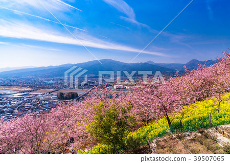 "Kanagawa Prefecture" Kawazu cherry blossoms in full bloom / Overlooking cityscape "Kanagawa Prefecture" Kawazu cherry blossoms in full bloom / Overlooking cityscape 39507065
