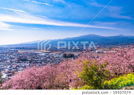 "Kanagawa Prefecture" Kawazu cherry blossoms in full bloom / Overlooking cityscape "Kanagawa Prefecture" Kawazu cherry blossoms in full bloom / Overlooking cityscape 39507074