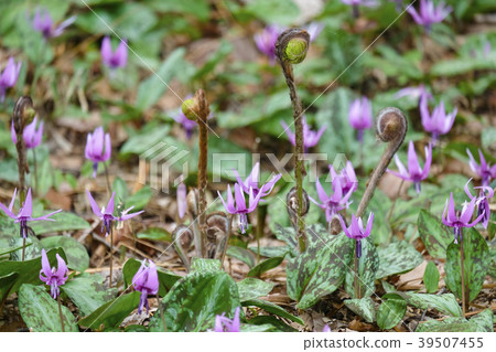 Mainspring和catakli花 39507455