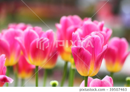 Pretty cutely blooming 39507463