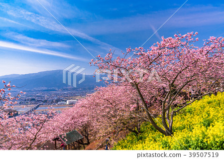 "Kanagawa Prefecture" Kawazu cherry blossoms in full bloom / Overlooking cityscape "Kanagawa Prefecture" Kawazu cherry blossoms in full bloom / Overlooking cityscape 39507519
