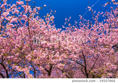 "Kanagawa Prefecture" Kawazu cherry blossoms in full bloom 39507668