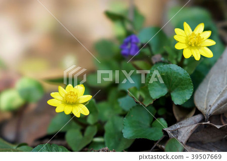 劉妃金幣 39507669