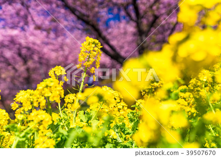 “神奈川縣”強姦花和河津櫻花 39507670