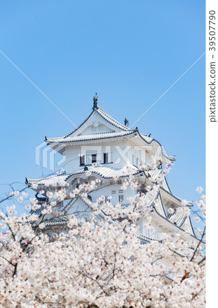 Cherry Blossoms with Blue Sky and Himeji Castle Great Temple Cherry Blossoms with Blue Sky and Himeji Castle Great Temple 39507790