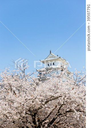 Cherry Blossoms with Blue Sky and Himeji Castle Great Temple Cherry Blossoms with Blue Sky and Himeji Castle Great Temple 39507791