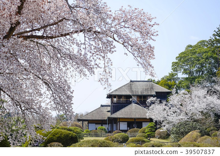 Sakonaraku和Kobun的櫻花 Sakonaraku和Kobun的櫻花 39507837