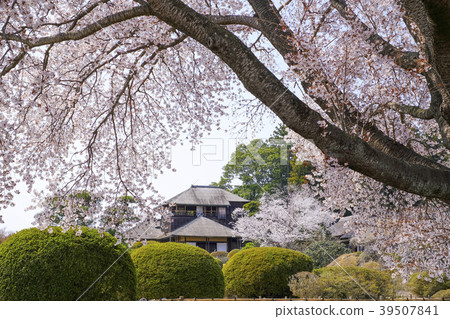 Sakonaraku和Kobun的櫻花 39507841