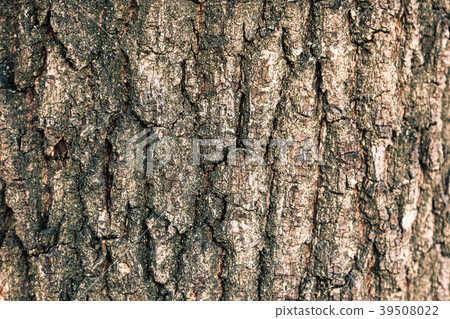 Texture of the bark of an oak tree Texture of the bark of an oak tree 39508022