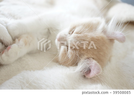 一隻貓 一隻貓 39508085