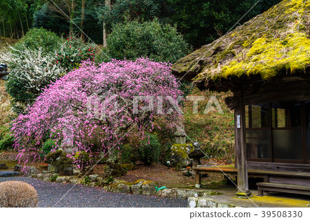 (靜岡縣哈南町)Senryu-ji寺的Sidaryu-zakura (靜岡縣哈南町)Senryu-ji寺的Sidaryu-zakura 39508330