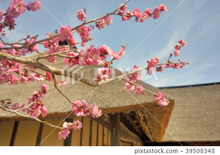 茅草屋頂和梅花 茅草屋頂和梅花 39508348