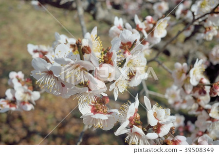 梅花盛開 梅花盛開 39508349