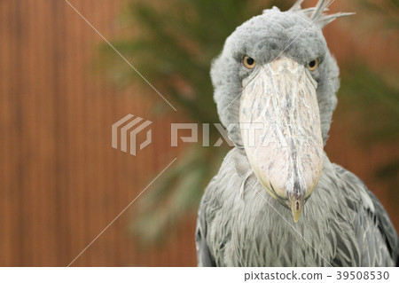 A bird's beard that looks angry 39508530