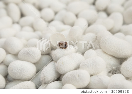 Silkworm chrysalis with white cocoon background Silkworm chrysalis with white cocoon background 39509538