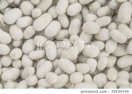 silkworm cocoons as a background silkworm cocoons as a background 39509540