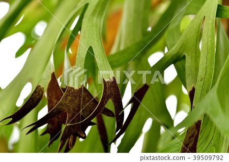 Bika Kushida 39509792