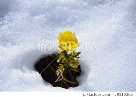 開花在一個多雪的領域的Fukujussu一朵黃色花 39510366