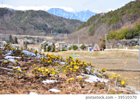 Ajuda flowering plants that bloom in Fukujuboso Ajuda flowering plants that bloom in Fukujuboso 39510370
