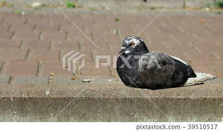 Serious dove sitting on the pavement. City bird. Serious dove sitting on the pavement. City bird. 39510517