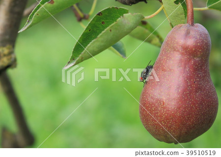 Fly poses on red pear hanging on a tree in garden. Fly poses on red pear hanging on a tree in garden. 39510519