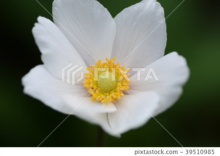 Anemone Silvestris Up Anemone Silvestris Up 39510985