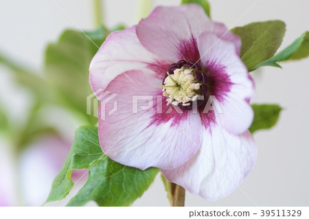 Christmas Rose Pink Pico Tea Up 39511329