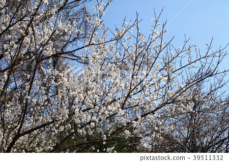 Aoya Bairin Aoya Bairin 39511332