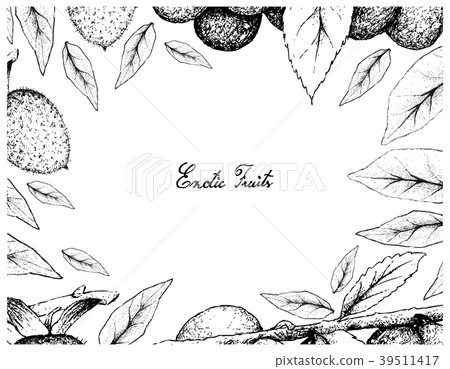 Frame of Diospyros Rhombifolia and Damson Plum Frame of Diospyros Rhombifolia and Damson Plum 39511417