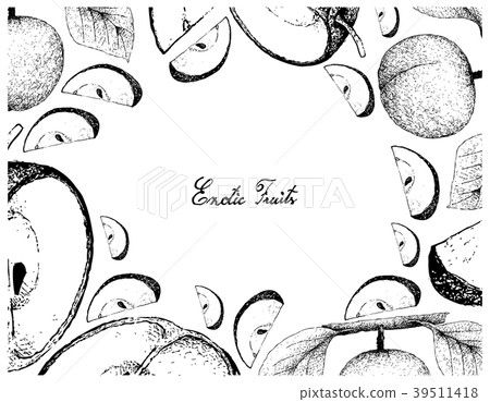 Hand Drawn Frame of Apricote and Chinese Pears Hand Drawn Frame of Apricote and Chinese Pears 39511418