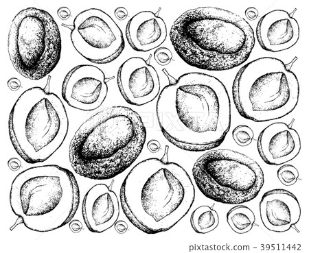 Hand Drawn Background of Fresh Apricote Fruits 39511442