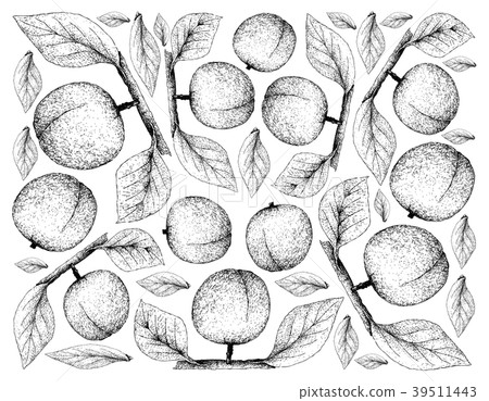 Hand Drawn Background of Fresh Apricote Fruits 39511443