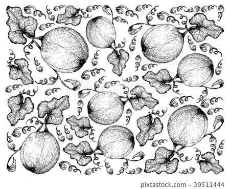 Hand Drawn Background of Honeydew Melon Fruits 39511444