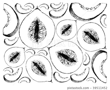 Hand Drawn Background of Casaba Melon Fruits 39511452