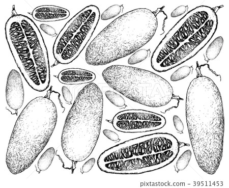 Hand Drawn Background of Fresh Cassabanana Fruits 39511453